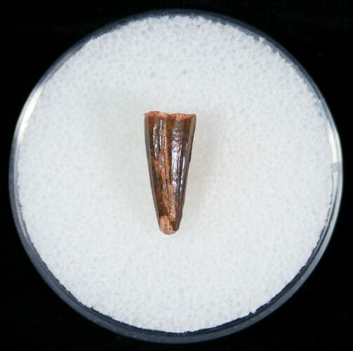 Small Cretaceous Crocodile Tooth - Morocco #6983
